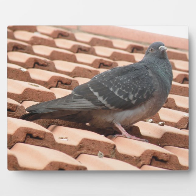Rooftop Pigeon Plaque (Front)
