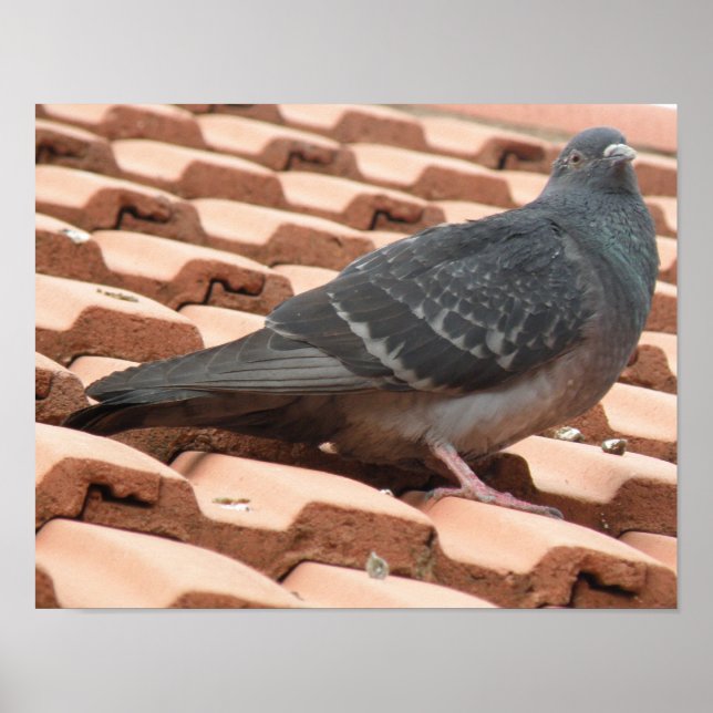 Rooftop Pigeon Print (Front)