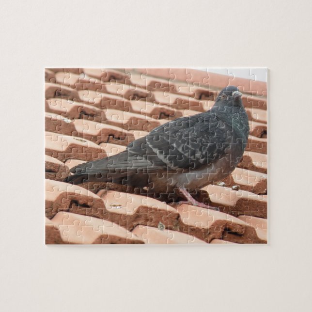 Rooftop Pigeon Puzzle (Horizontal)