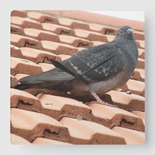 Rooftop Pigeon Wall Clock (Front)