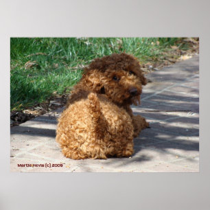 Rookie Never Look Back Poster