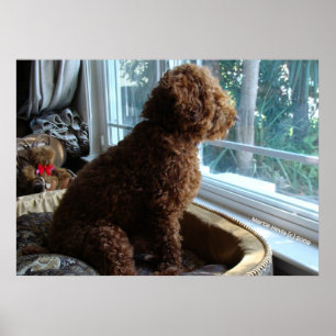 Rookie Waits by the Window Poster