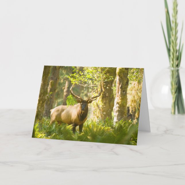 Roosevelt Elk | Olympic National Park, Washington Card (Front)