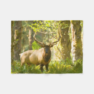 Roosevelt Elk   Olympic National Park, Washington Fleece Blanket