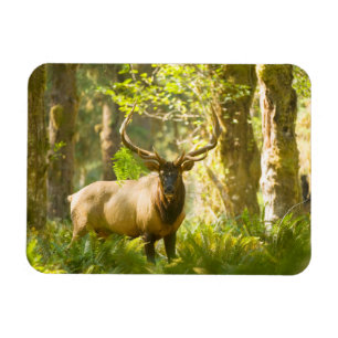 Roosevelt Elk Olympic National Park, Washington Magnet