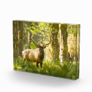 Roosevelt Elk Olympic National Park, Washington Photo Block