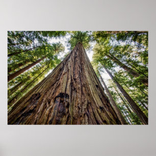 Roosevelt Grove Poster