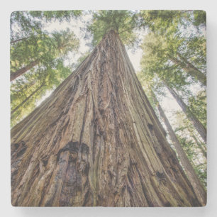 Roosevelt Grove Stone Coaster