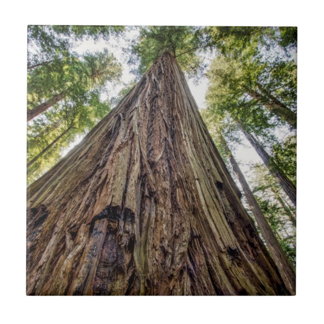 Roosevelt Grove Tile (Front)