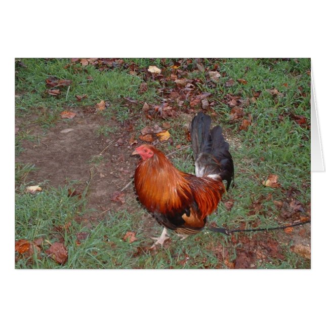 ROOSTER (Front Horizontal)