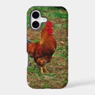 Rooster