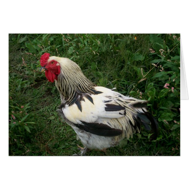 Rooster (Front Horizontal)