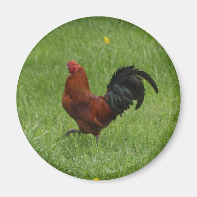 Rooster 1 - magnet (Front)