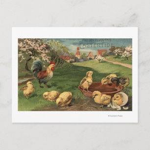 Rooster and Chicks Postcard