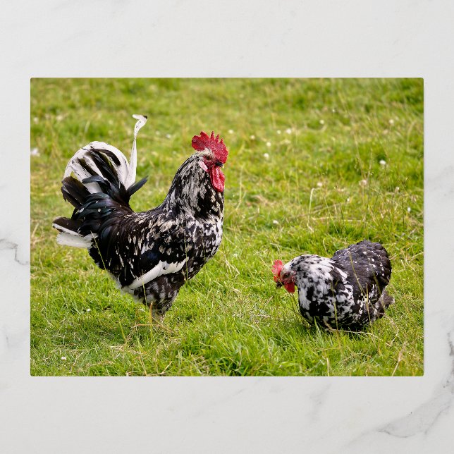 Rooster and hen on grass foil holiday postcard (Front)