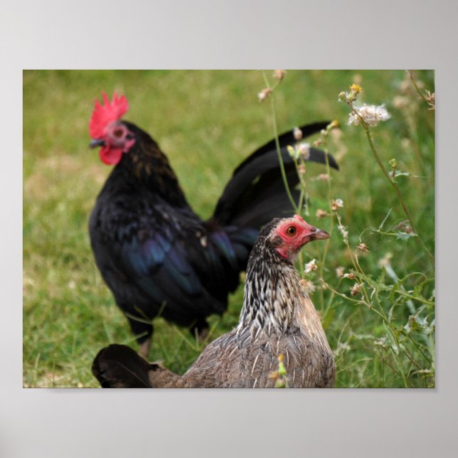 Rooster and Hen Poster (Front)