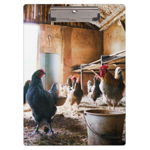 Rooster and Hens inside of Barn Clipboard