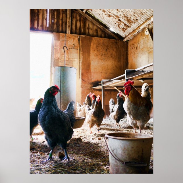 Rooster and Hens inside of Barn Poster (Front)