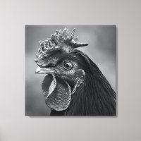 Rooster Black and White