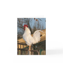 Rooster Blank Card