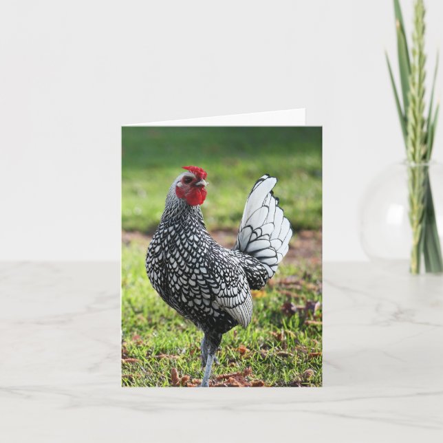 Rooster, Blank Card (Front)
