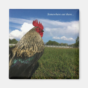 Rooster Bob Somewhere out there Magnet