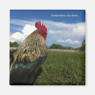 Rooster Bob Somewhere out there Magnet