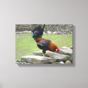 rooster canvas print