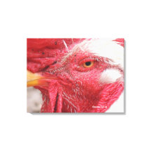 rooster