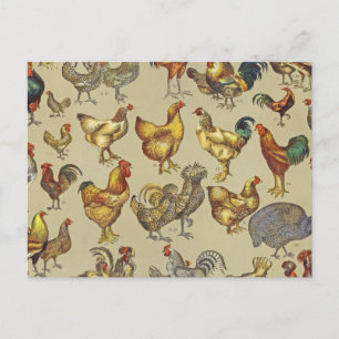 Rooster Chicken Farm Country Animal Postcard