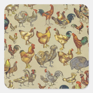 Rooster Chicken Farm Country Animal Square Sticker
