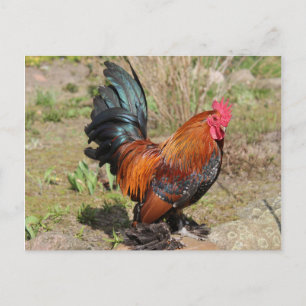 Rooster / Chicken on a Farm Postcard