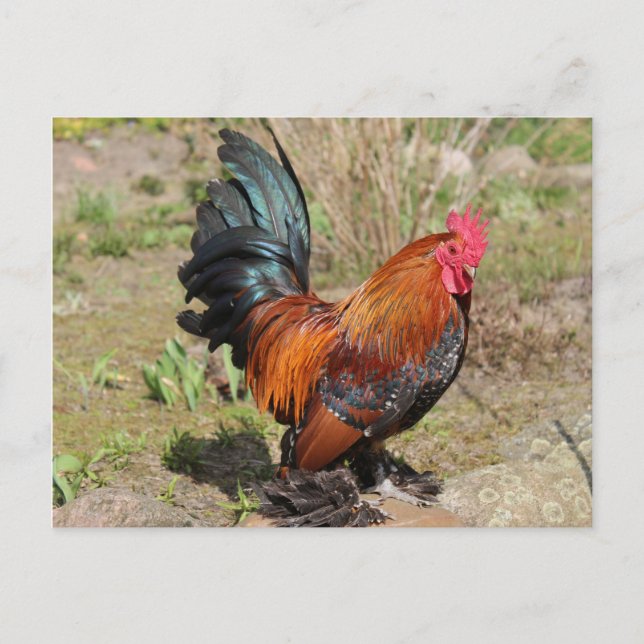Rooster / Chicken on a Farm Postcard (Front)