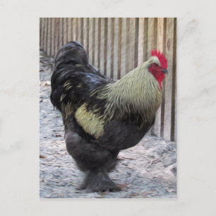 Rooster Chicken Painting Postcard