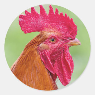 Rooster Close-Up Classic Round Sticker