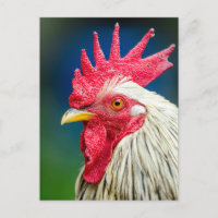 Rooster Close-up Photo