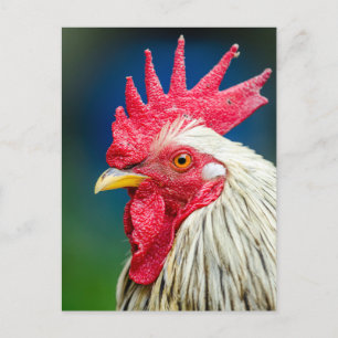 Rooster Close-up Photo Postcard