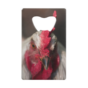 Rooster close up portrait