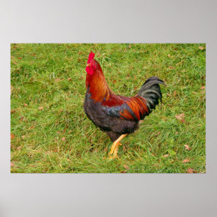 Rooster (cockerel) poster