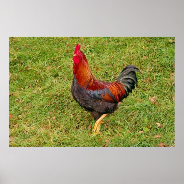 Rooster (cockerel) poster (Front)