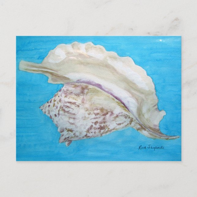 Rooster conch postcard (Front)