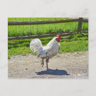 Rooster Crossing the Road on a Vermont Farm Postcard