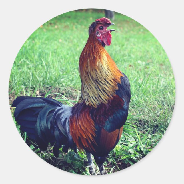 Rooster Crowing Animal Classic Round Sticker (Front)