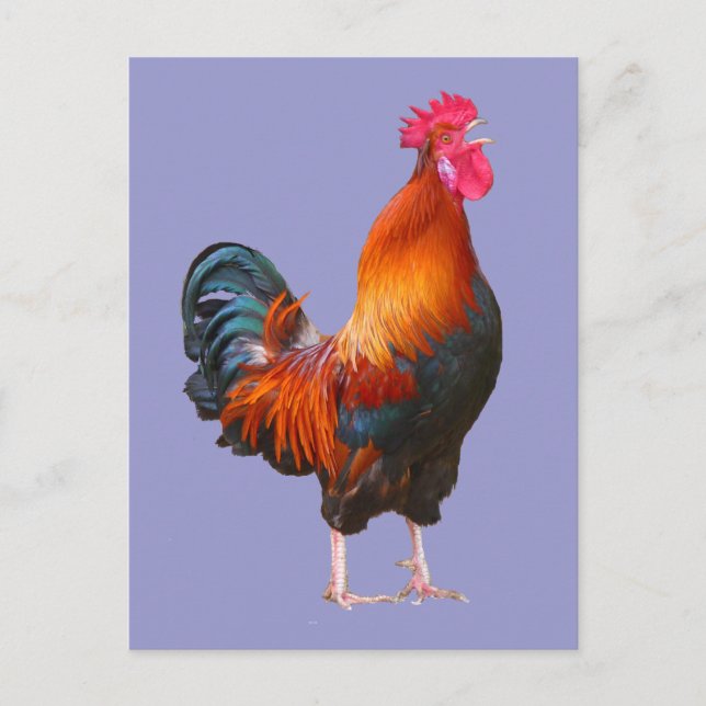 Rooster Crowing Postcard (Front)