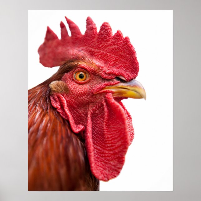 Rooster Face Poster (Front)