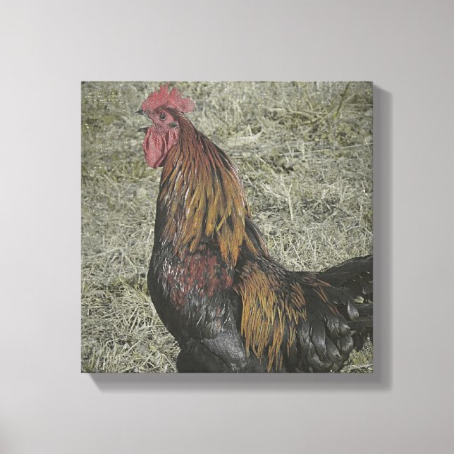 Rooster Grunge Canvas Print (Front)