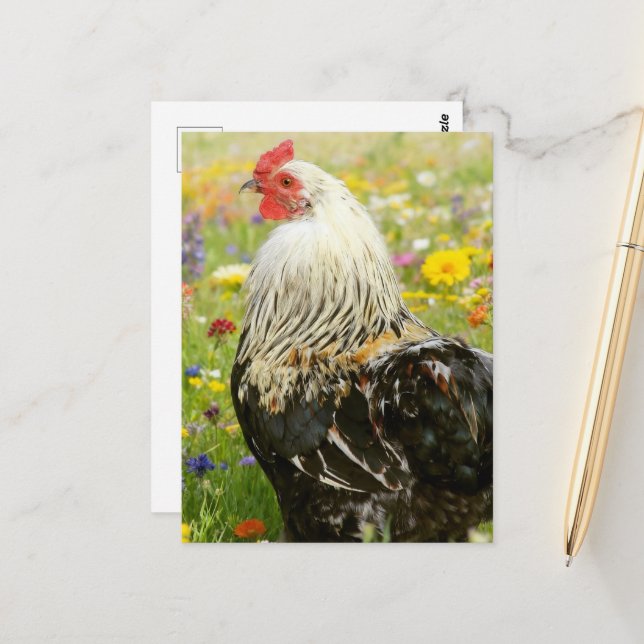 Rooster in a Flower Meadow Postcard (Front/Back In Situ)