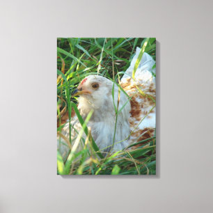 Rooster in the hay meadow canvas print