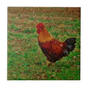 Rooster in the Yard Tile