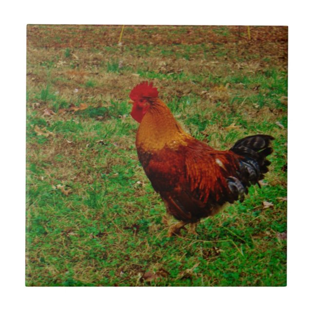 Rooster in the Yard Tile (Front)